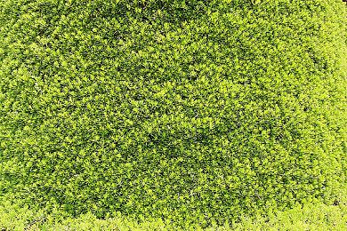 官方服软 《吸血鬼：避世血族2》本体包含所有氏族